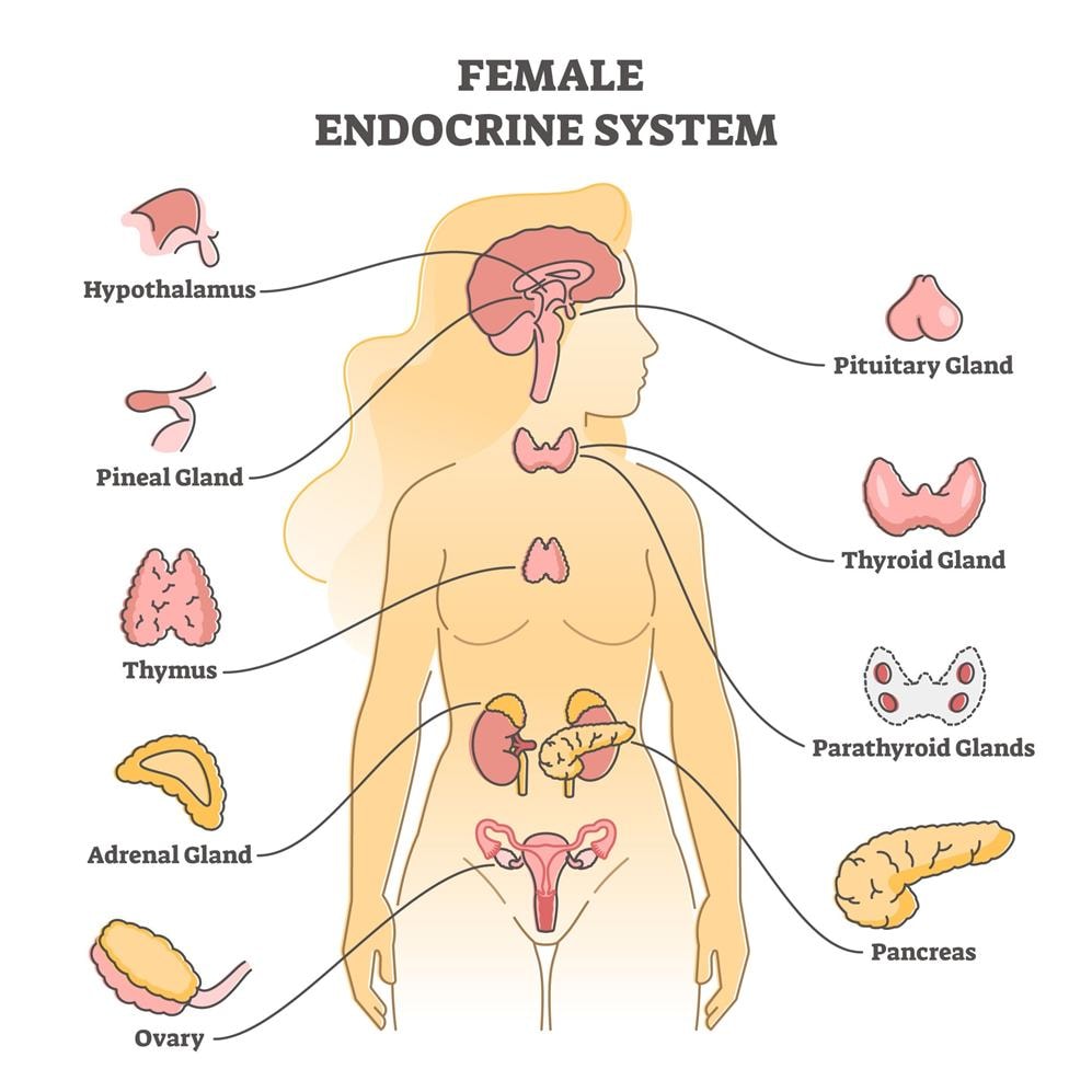 PMOS Women's Health Awareness — Female Endocrine System diagram